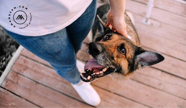 Human collagen shop for dogs